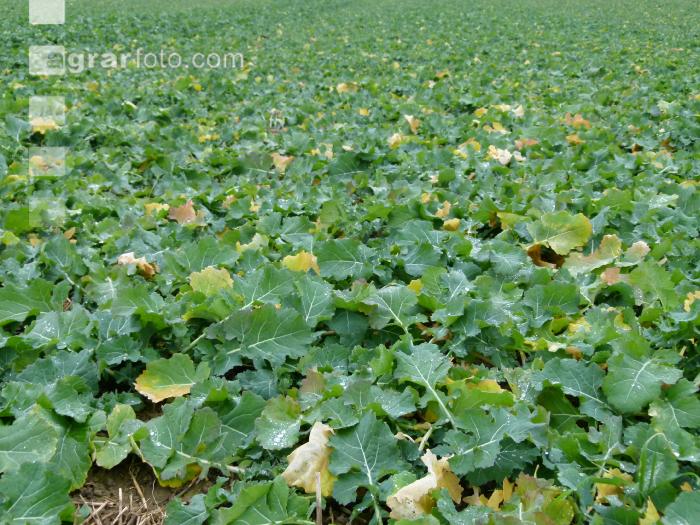 Raps Stickstoffmangel Herbst 4