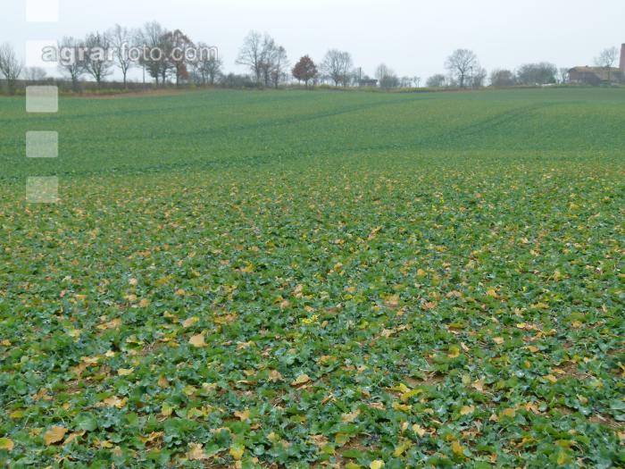 Raps Stickstoffmangel Herbst 2