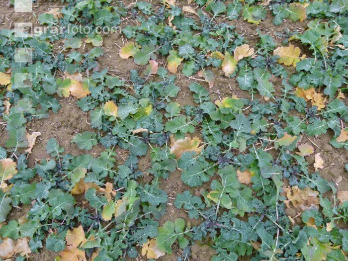 Raps Stickstoffmangel Herbst 1