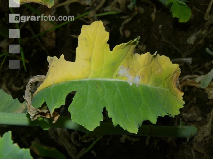 Raps Verticillium Blatt