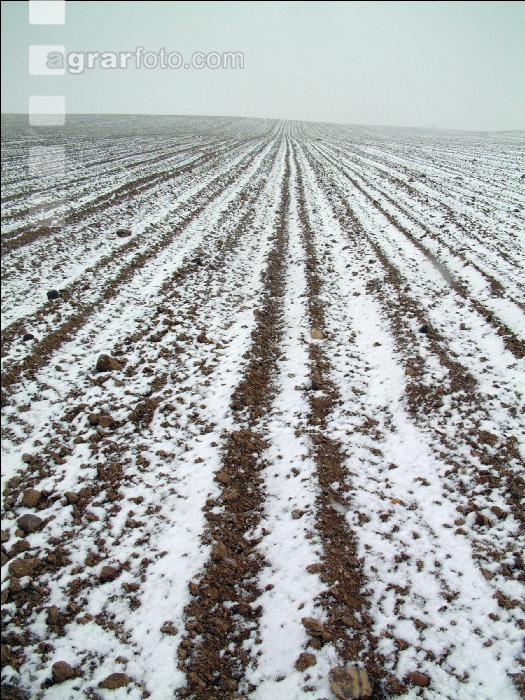 Rübenacker Schnee 1