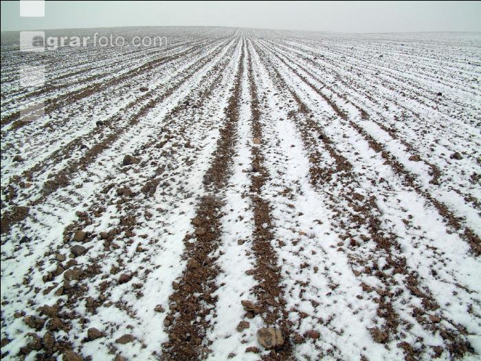 Rübenacker Schnee 2