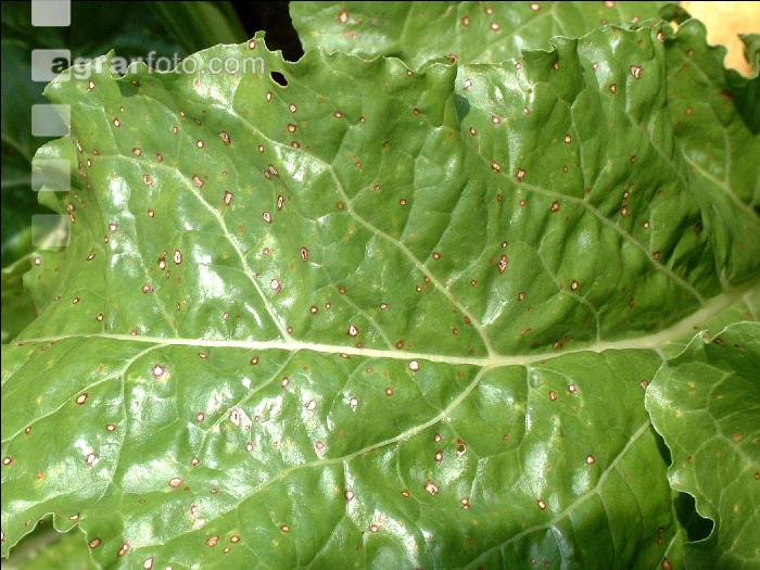 Cercospora Blattfleckenkrankheit 7