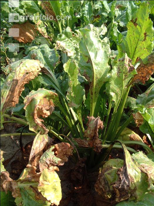 Cercospora Blattfleckenkrankheit 4