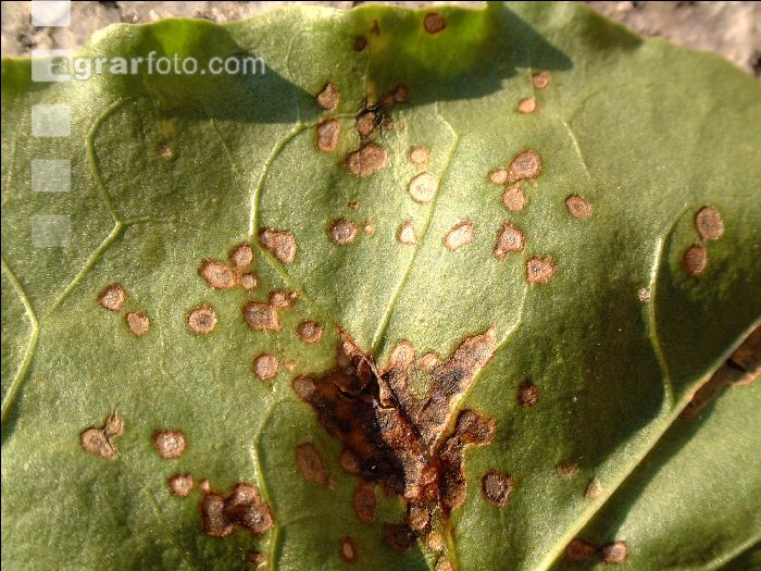 Cercospora Blattfleckenkrankheit 2