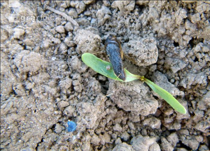 Ackerschnecke Rübe 1
