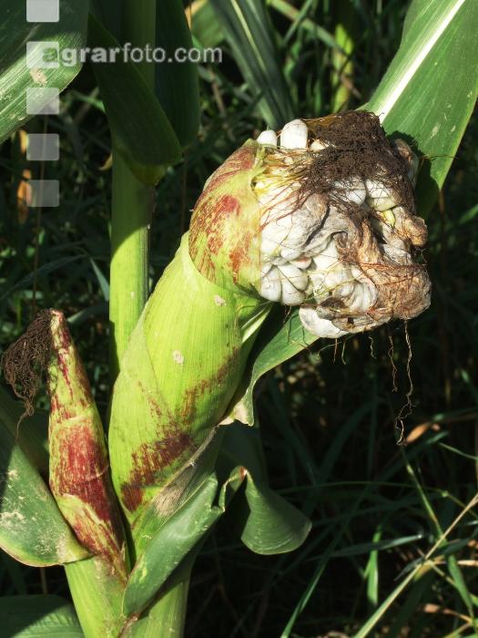 Maisbeulenbrand 8