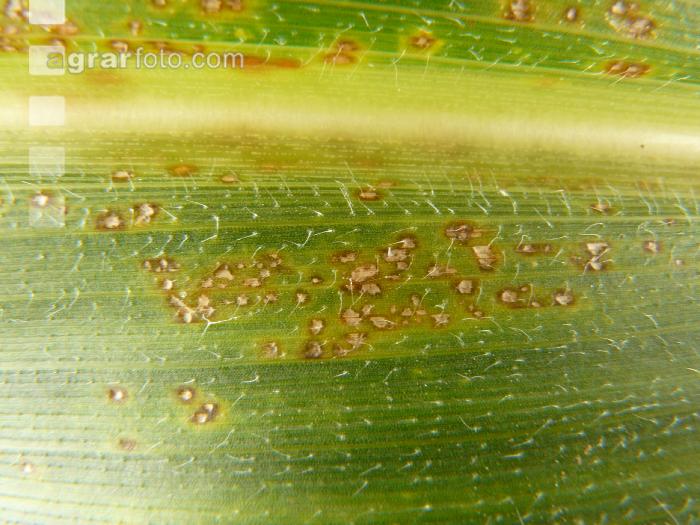 Helminthosporium Mais 1