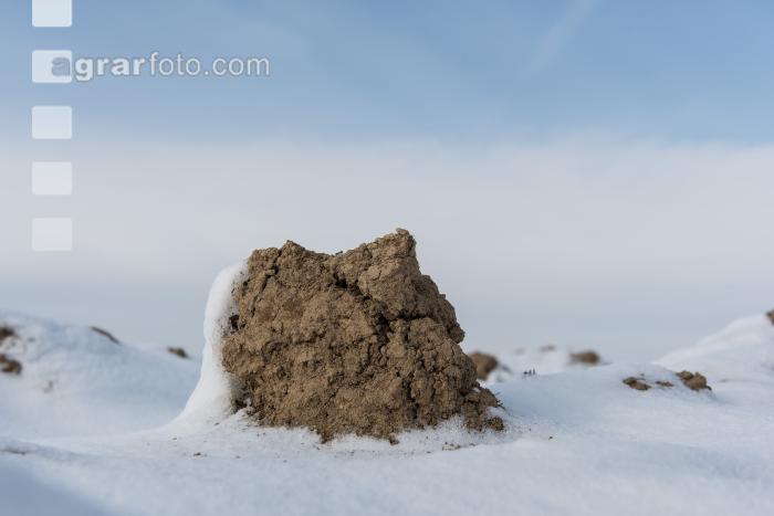 Ackerschollen im Winter 4