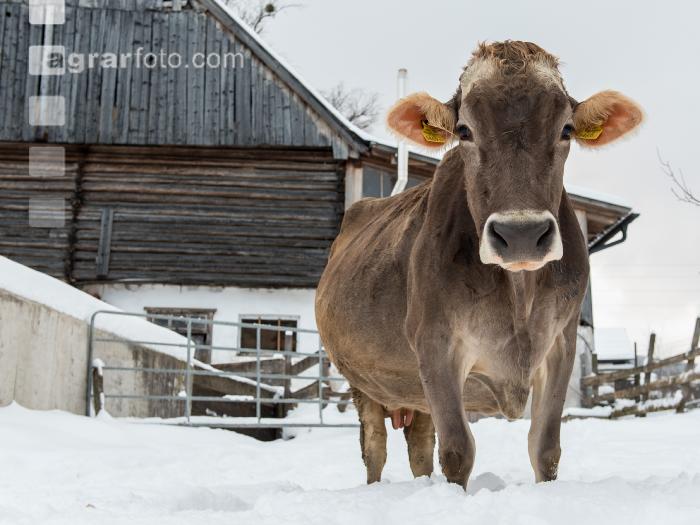 Braunvieh im Schnee 33