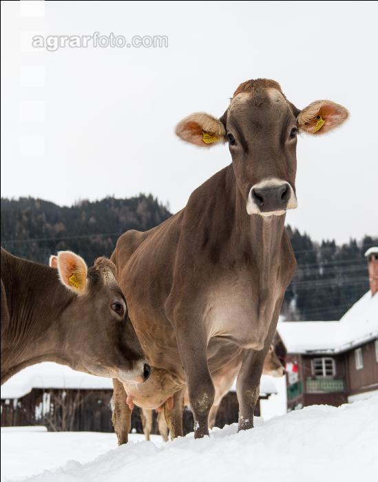 Braunvieh im Schnee 31