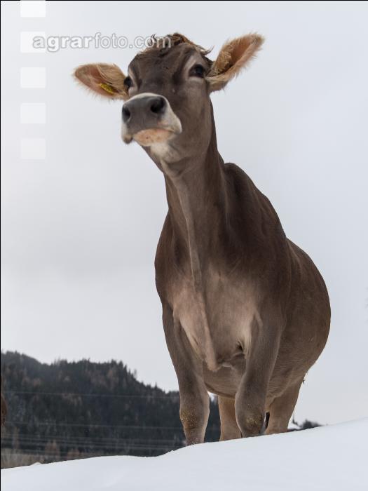 Braunvieh im Schnee 30