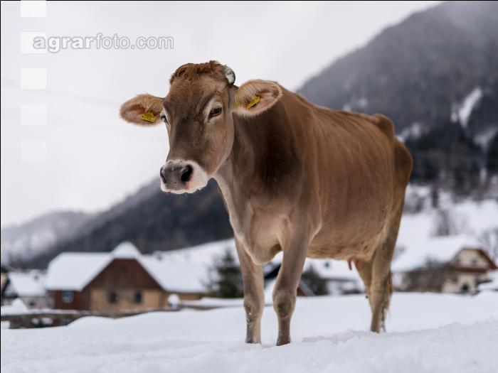 Braunvieh im Schnee 28