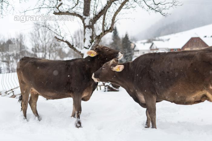 Braunvieh im Schnee 27