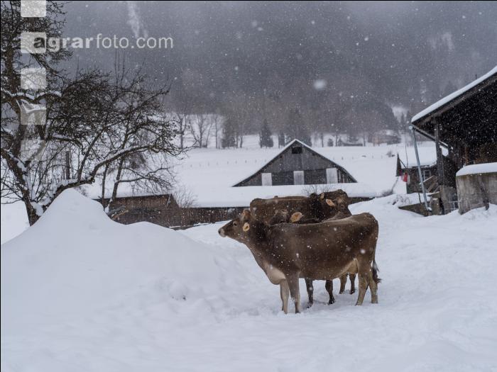 Braunvieh im Schnee 23