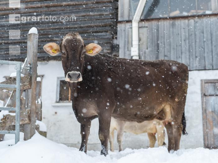 Braunvieh im Schnee 22