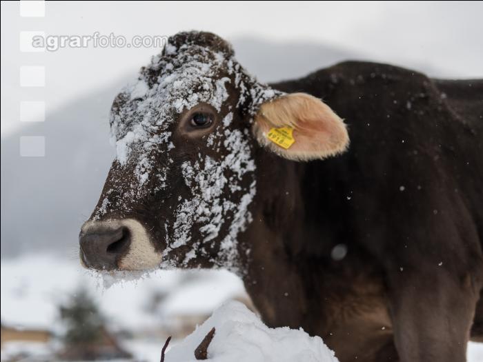 Braunvieh im Schnee 20