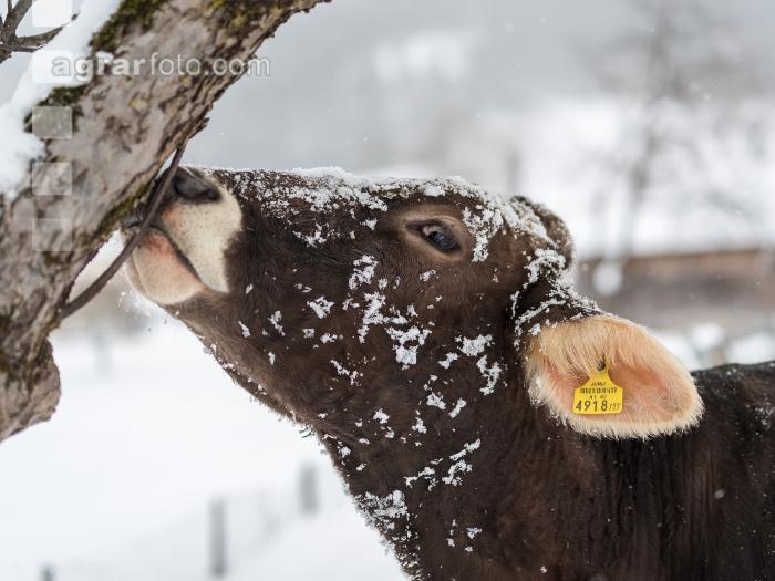 Braunvieh im Schnee 19