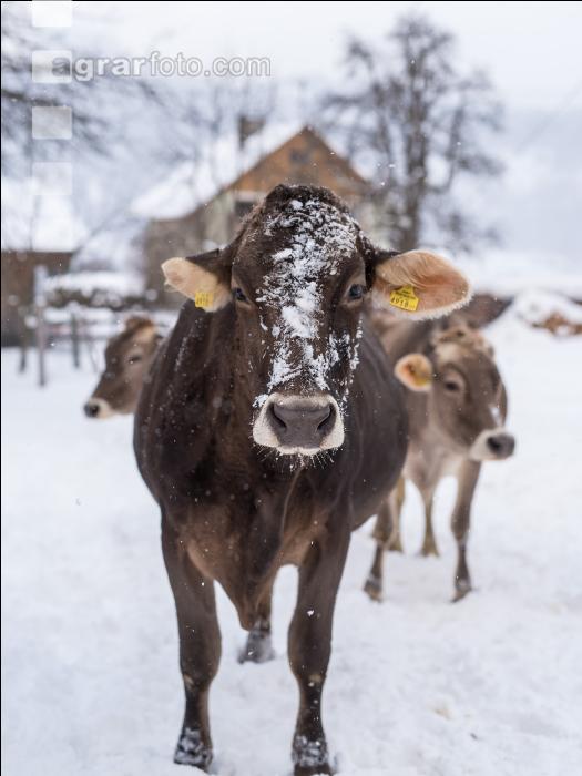 Braunvieh im Schnee 16