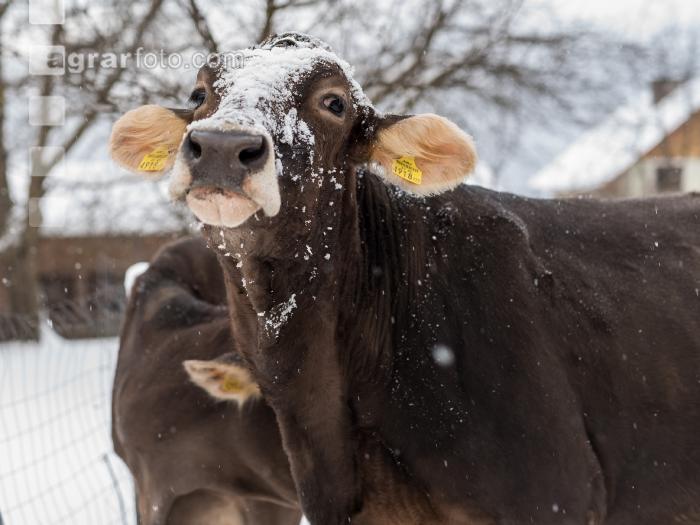 Braunvieh im Schnee 14
