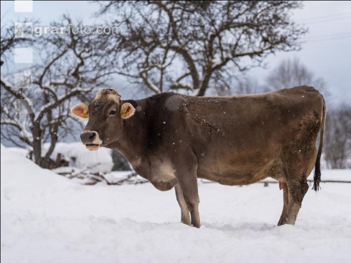 Braunvieh im Schnee 13