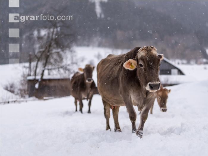 Braunvieh im Schnee 12