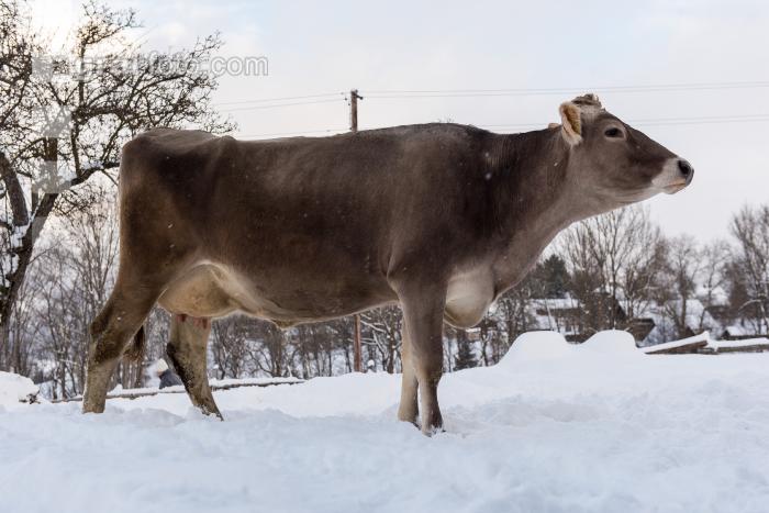 Braunvieh im Schnee 10