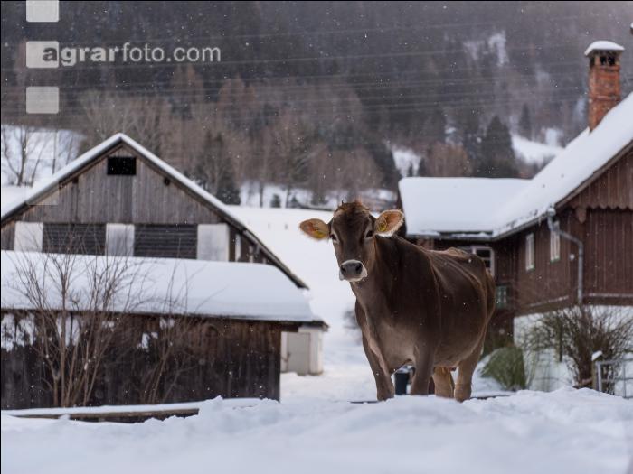 Braunvieh im Schnee 9