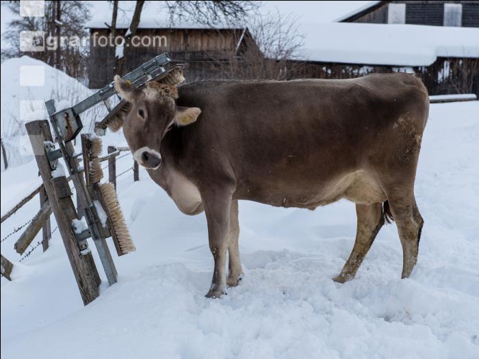 Braunvieh im Schnee 7