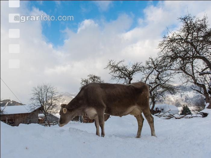 Braunvieh im Schnee 6