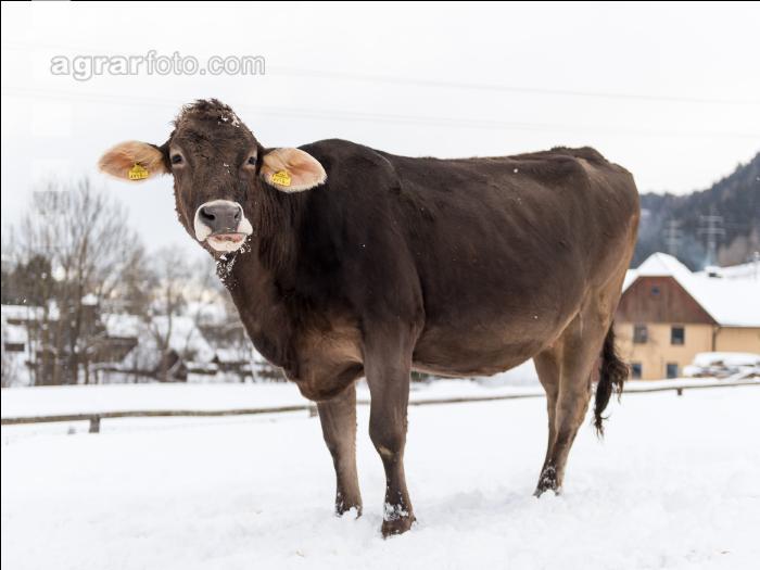 Braunvieh im Schnee 5