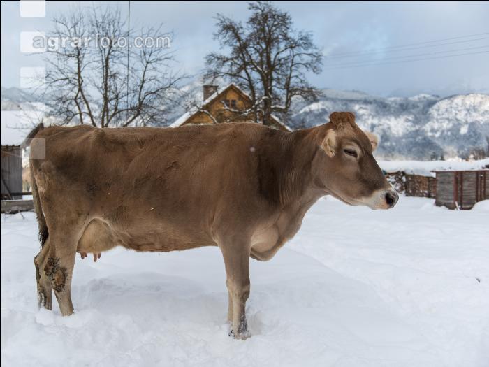 Braunvieh im Schnee 4