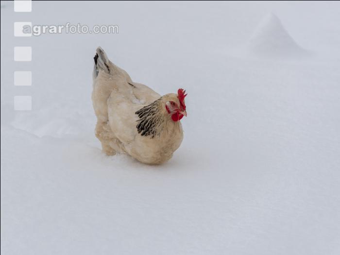 Hennen im Schnee 21