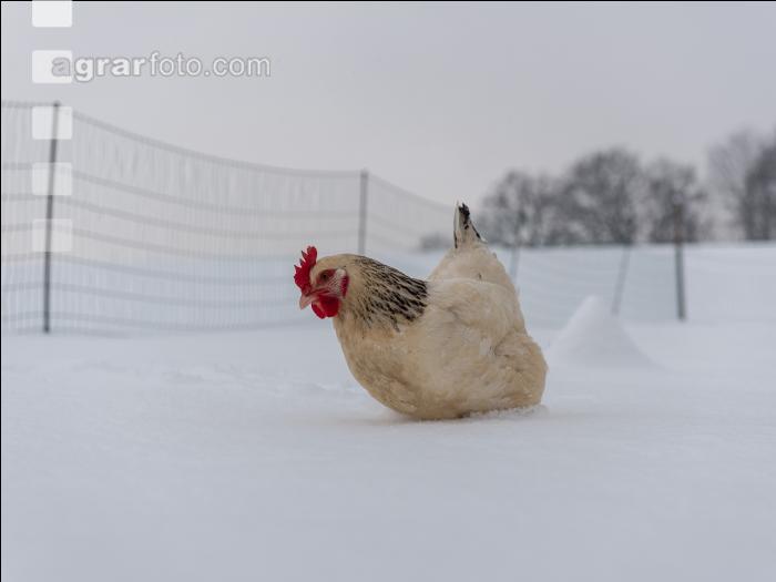 Hennen im Schnee 20