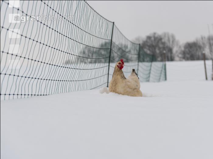 Hennen im Schnee 19