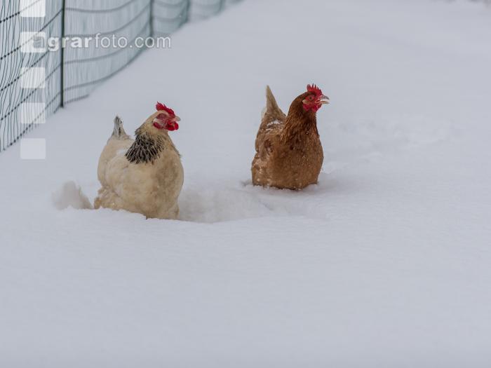 Hennen im Schnee 18