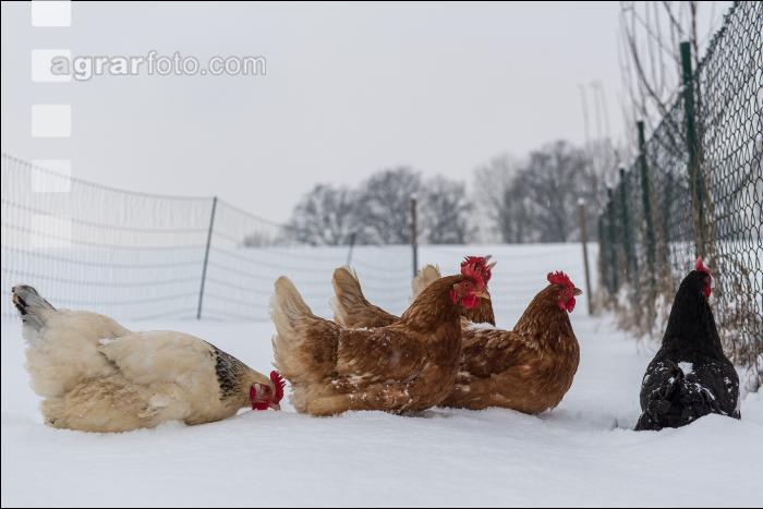 Hennen im Schnee 17