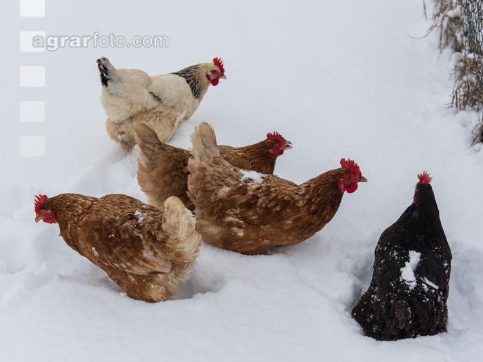 Hennen im Schnee 16