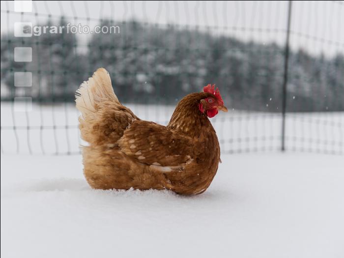 Hennen im Schnee 12