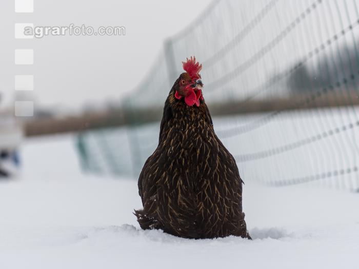 Hennen im Schnee 11