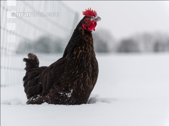 Hennen im Schnee 10