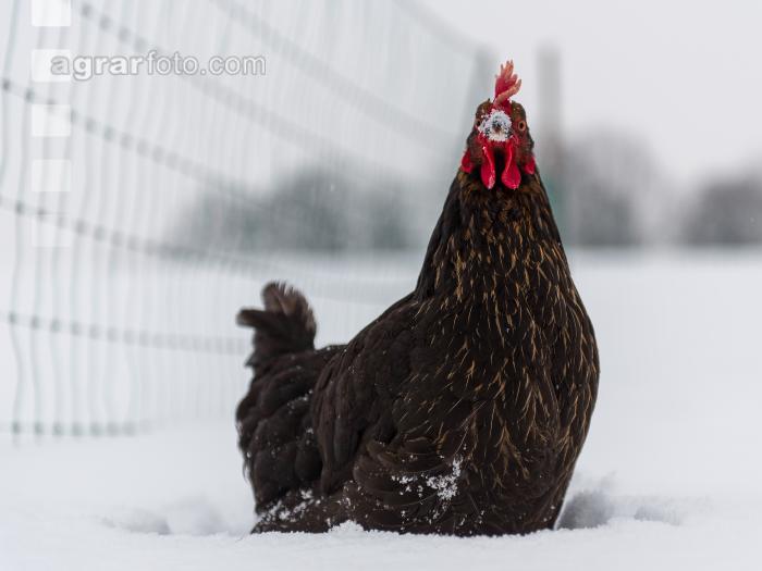 Hennen im Schnee 1