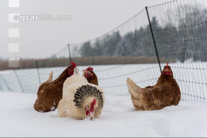 Hennen im Schnee 9