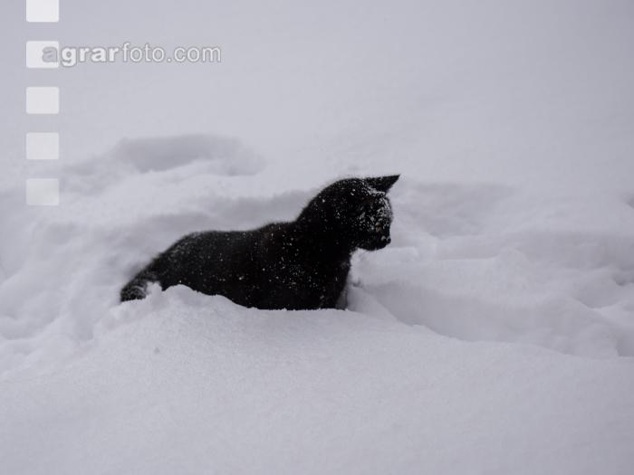 Katzen im Schnee 3