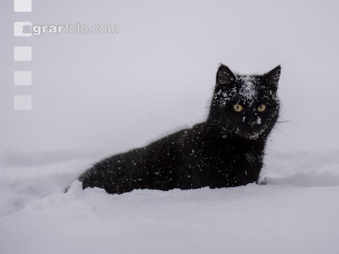 Katzen im Schnee 2