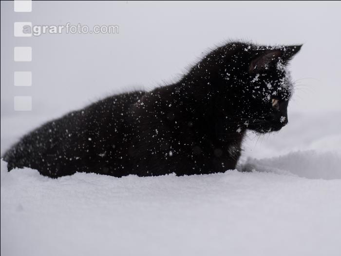 Katzen im Schnee 1