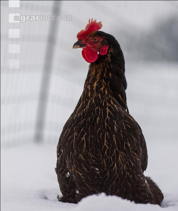Hennen im Schnee 5