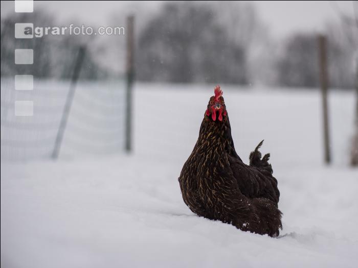 Hennen im Schnee 4