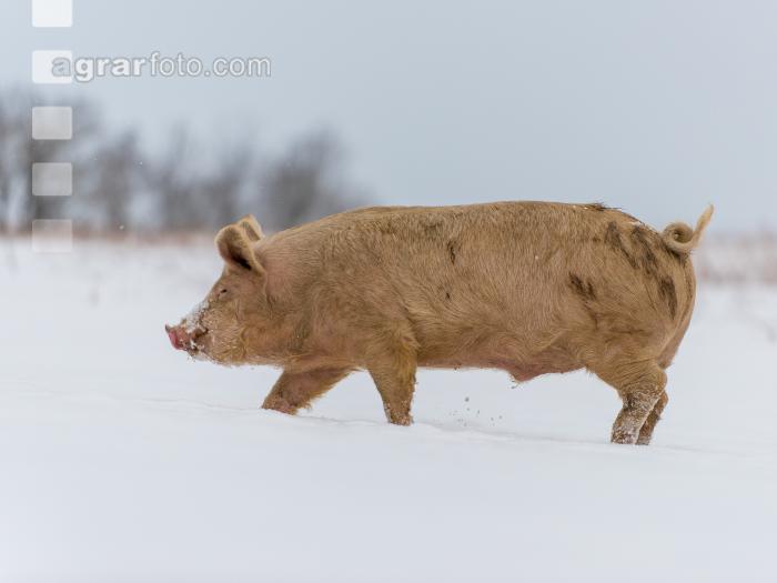 Schweine im Schnee 41