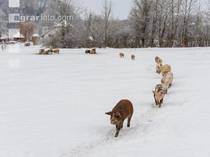 Schweine im Schnee 38
